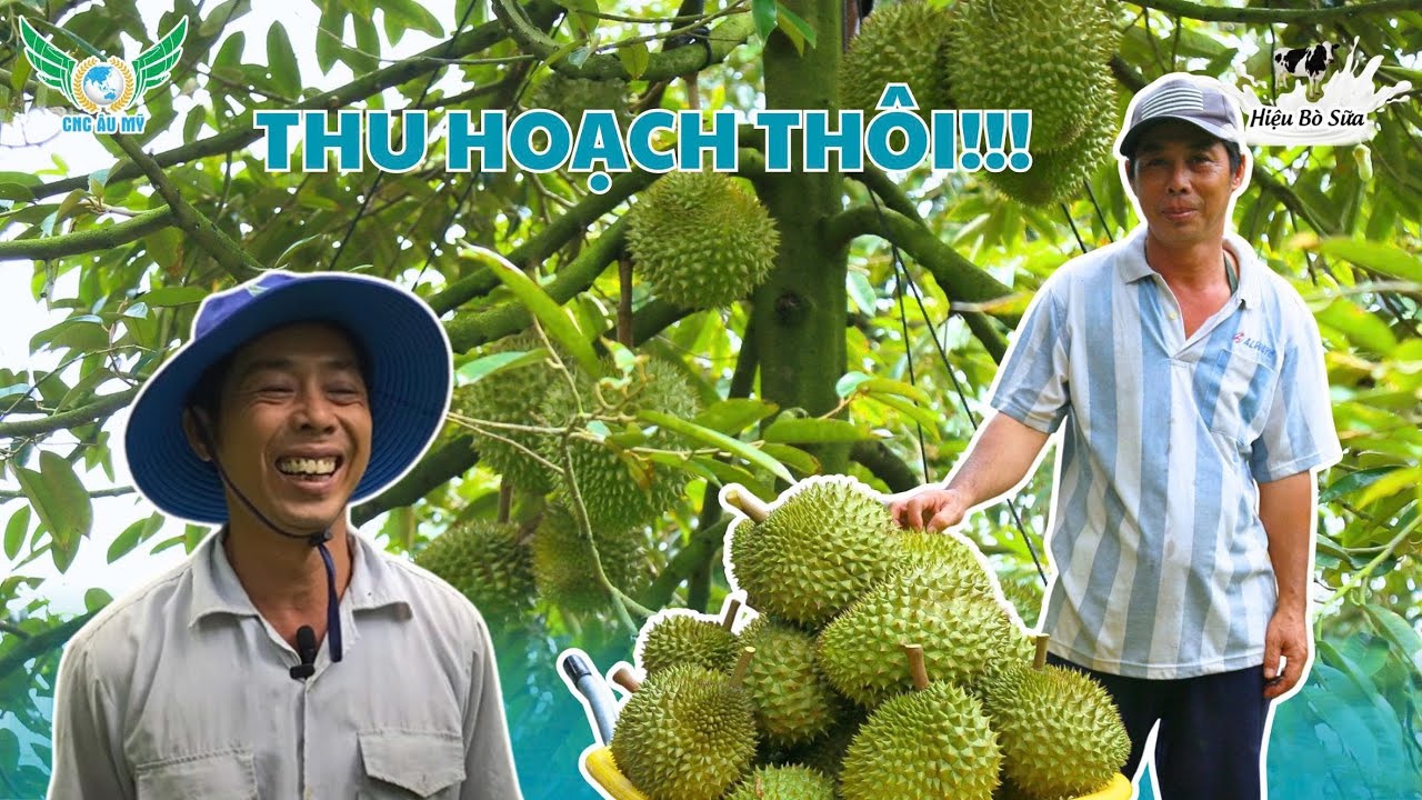 Canh tác sầu riêng theo quy trình hữu cơ vi sinh lên men sữa 