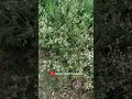 Carrot Grass Parthenium Hysterophorus Santa Maria Bright Moonlight Congress Grass Invasive S