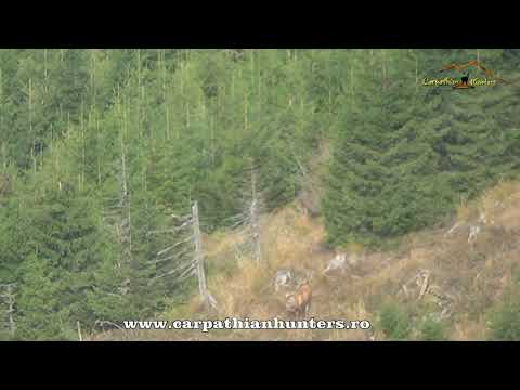 Big Red Stag, Hunting in Romania, Jakt i Rumänien, Jakt i Romania, Jagt i Rumænien, Jagd in Rumänien