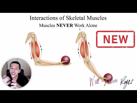 [UPDATED] MBLEx Review: Interactions of Skeletal Muscles; Agonist, Antagonist, Synergist, & Fixators