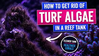 How to Get Rid of Turf Algae in a Reef Tank