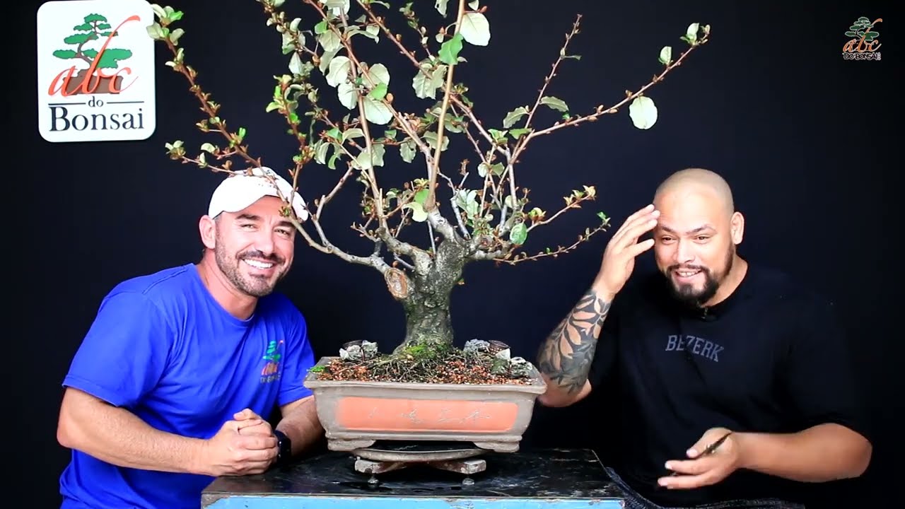 I RECEIVED A GREAT CHRISTMAS PRESENT - ELAGNUS BONSAI
