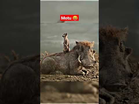 Timon & Pumbaa funny scene from The lion king helping simba(Hindi) #thelionking #funny#comedy #short