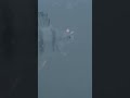 Video Thumbnail for Missing Jumbo PICKY Perch