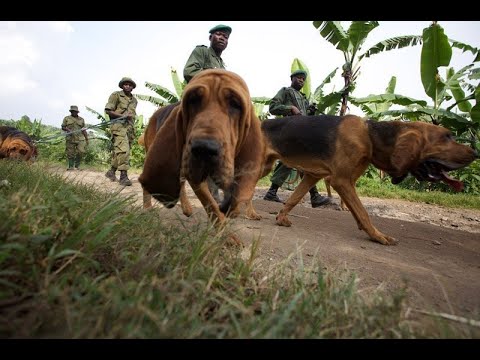 Evading Tracking Dogs & Throwing off the Scent! Facts and Fiction!