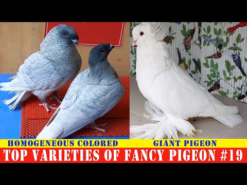 , title : 'Top Varieties Of Fancy Pigeon #19'