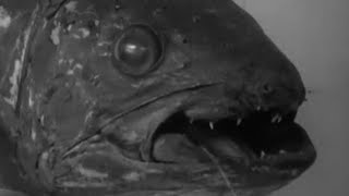 Scientific Sensation of the Century! Coelacanth | Zoo Quest to Madagascar | BBC Earth