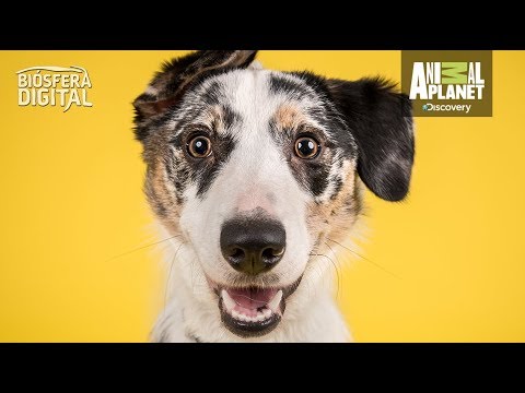 ¡Los perros entienden el lenguaje humano! - Biósfera Digital