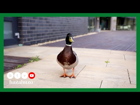 HAZAHÚZÓ – Szentes kulturális, természeti értékei