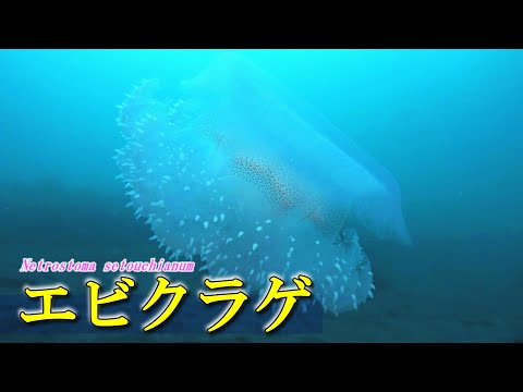 エビクラゲ 水中映像