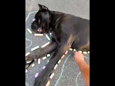 The Worlds Biggest Dog Chalk Outline!