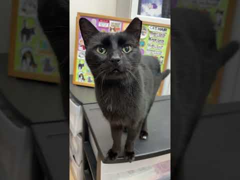 This Is Chester & This Is His Story 🐱 #sheltercat #catshelter #lore #catstory