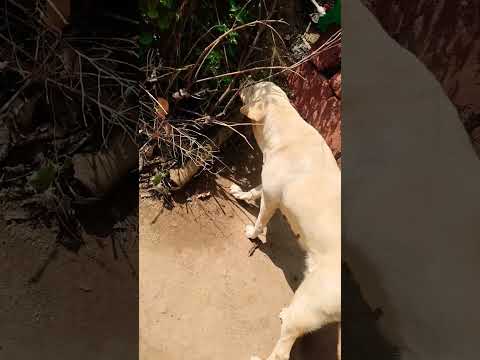 dog 🐕🥰🥰♥️