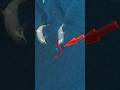 The Chase Between The Killer Whale And The Penguin Whale Penguin Animals Shorts