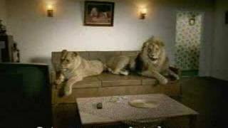 Funny lion Sex video