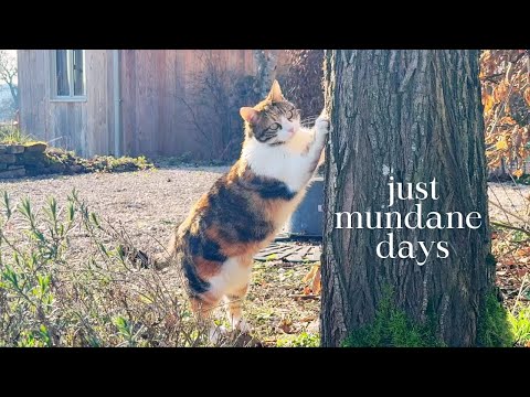 Mundane days in my life in the French countryside