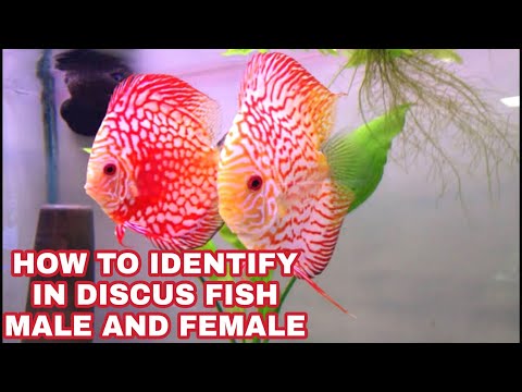How To Find In Discus Fish Male And Female