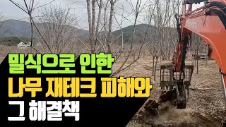 밀식으로 인한 나무재테크 피해와 그 해결책 | 나무대장