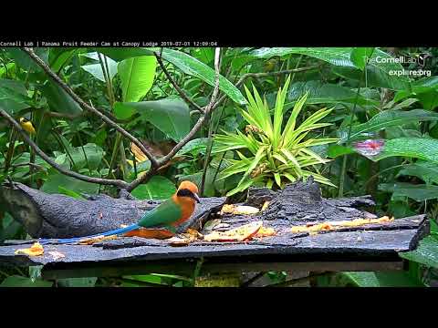 Rufous Motmot Claims The Feeder For Itself – July 1, 2019