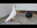 My Pigeon Is Playing With Me & Training going well