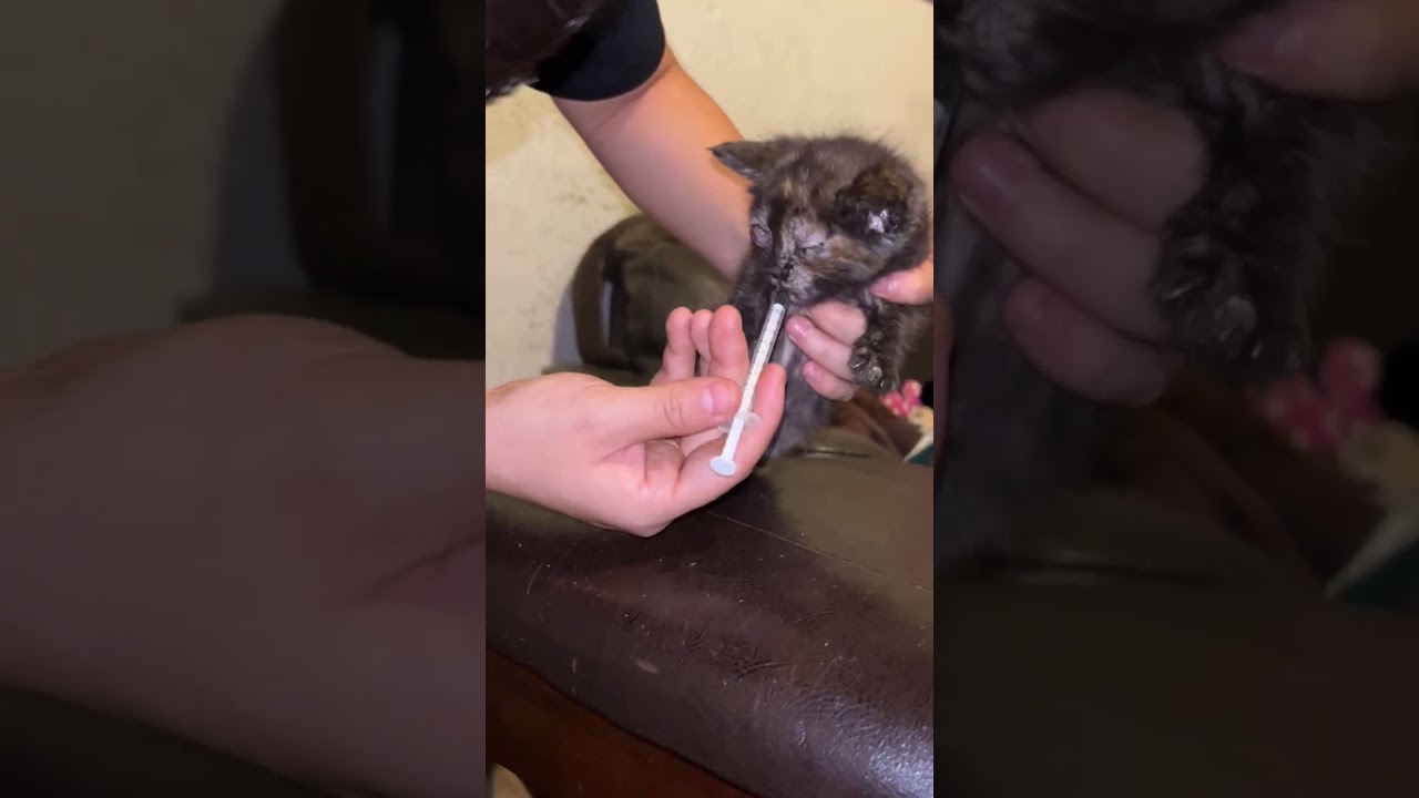 These 5 Newborn Kittens video