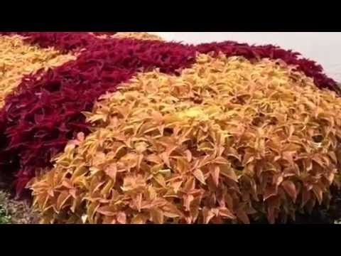 download lagu mp3 mp4 Coleus Rustic Orange, download lagu Coleus Rustic Orange gratis, unduh video klip Coleus Rustic Orange