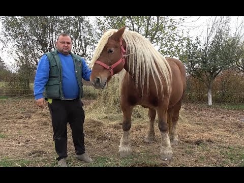 Caii lui Mircea de la Rontau, Bihor - 2019 Nou!!!