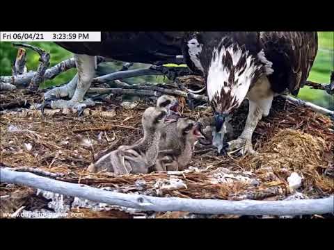 Dunrovin Ranch Osprey Video_2021-06-04_160000-Fish #3