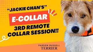 "Jackie Chan" the Parson Russell Terrier's 3rd Remote Collar Session