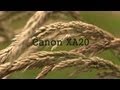 Canon XA20 footage - Professional HD Camcorder ...