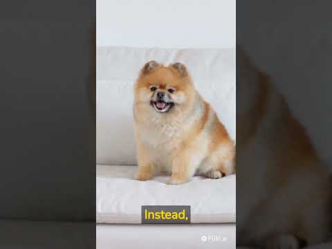 Train and Discipline Your Dog Like a Pro with These Tips