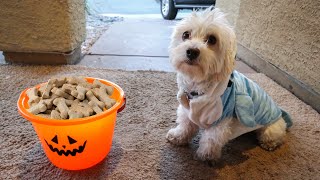 PUPPY GOES TRICK OR TREATING FOR THE FIRST TIME!! (HALLOWEEN CANDY FUN IN PUPPY COSTUME)