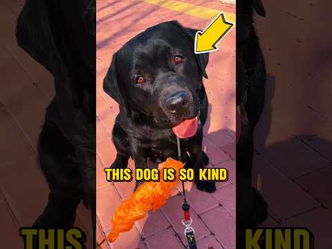 This dog is so kind ❤️ #shorts