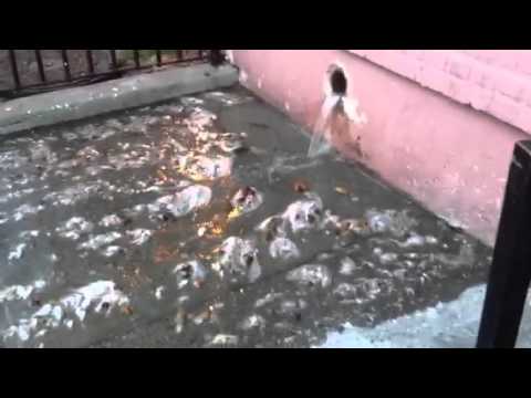 doody flows in jamaica