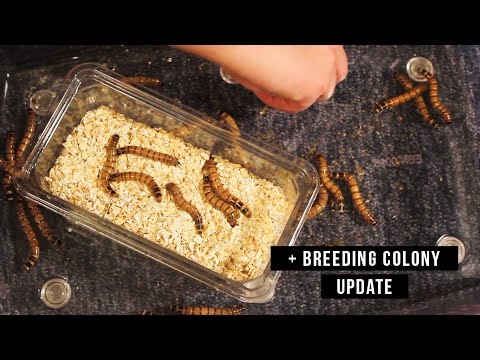 FEEDER INSECT HUSBANDRY!