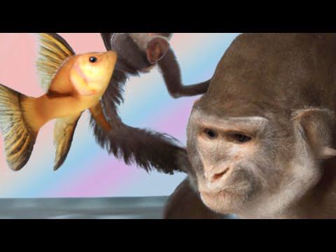 Sad song about a monkey. - Fishdip Freestyle