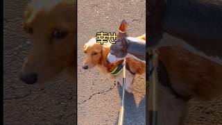 朝の後輩わんこ 6 #カニンヘンダックス #イタグレ#犬のいる暮らし