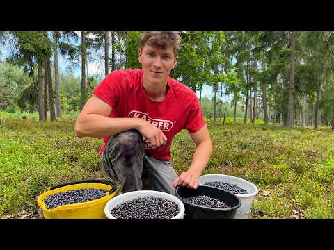 Picking 35 Liters of Wild Blueberries in 6 Hours
