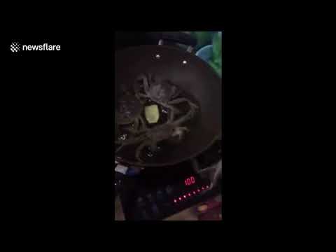 Crab escapes and turns off cooker to save Friends