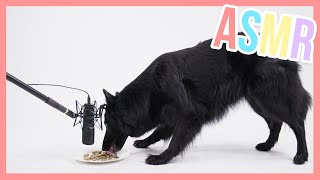 Farah the dog eating dog food - ASMR | Furry Friends