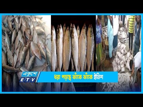 ধরা পড়ছে ঝাঁকে ঝাঁকে ইলিশ | ETV News