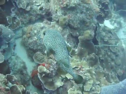 Bon mar bdr 16   Copia