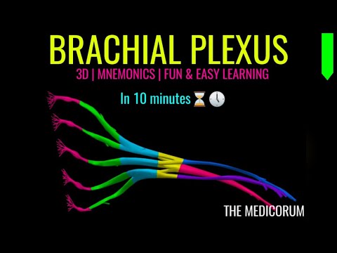 BRACHIAL PLEXUS | MNEMONICS | EASY, QUICK, FUN LEARNING