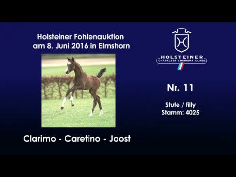 Holsteiner Fohlenauktion im Juni - Nr. 11 v. Clarimo - Caretino