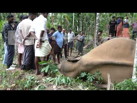 'പട്ടി കുരയ്ക്കുന്നത് കേട്ട് നോക്കിയപ്പോള്‍ ആനയെ കണ്ടു' #wildelephant #kozhikode