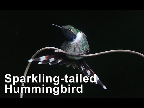 Sparkling-tailed Hummingbird