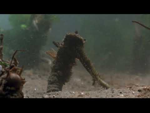 Annelids - Diopatra, Tube-dwelling Worm