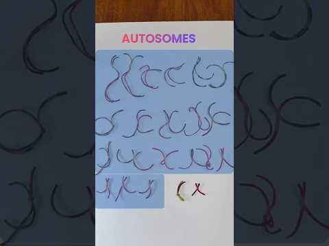 Pairs of Chromosomes | What is Autosomes