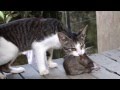 Fight!!! Cat vs Huge Rat 