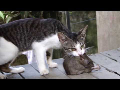 YouTube video about: Can declawed cats still catch mice?